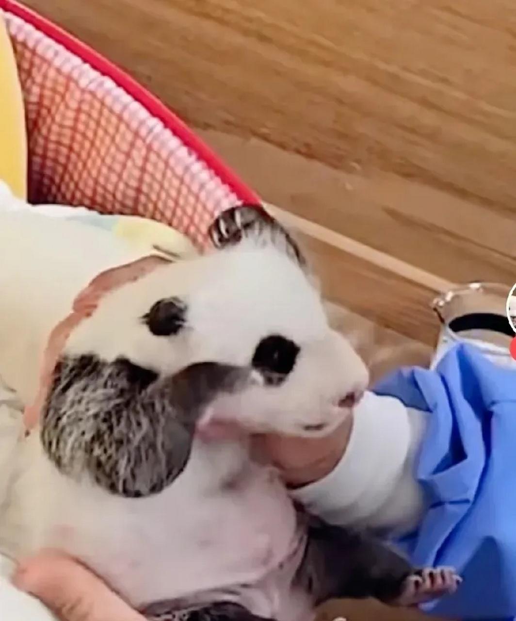 第34天,爱宝的双胞胎睁眼了!  虽然比福宝福公主15天睁眼的时间要迟,