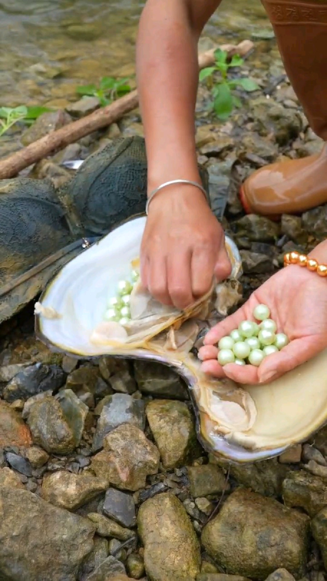 河蚌取珍珠,我捡到宝了