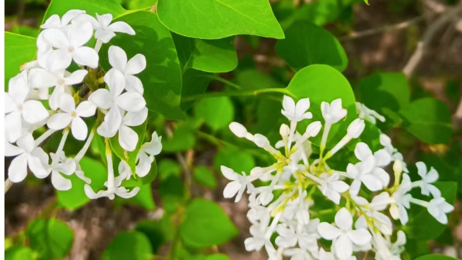 丁香的扦插繁殖方法