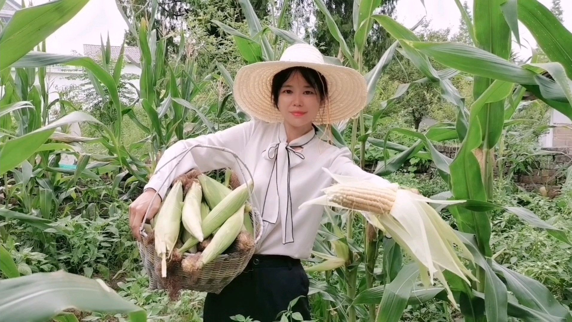 菜园的玉米丰收了,妹子用这方法保鲜,吃上一年都是新鲜玉米味