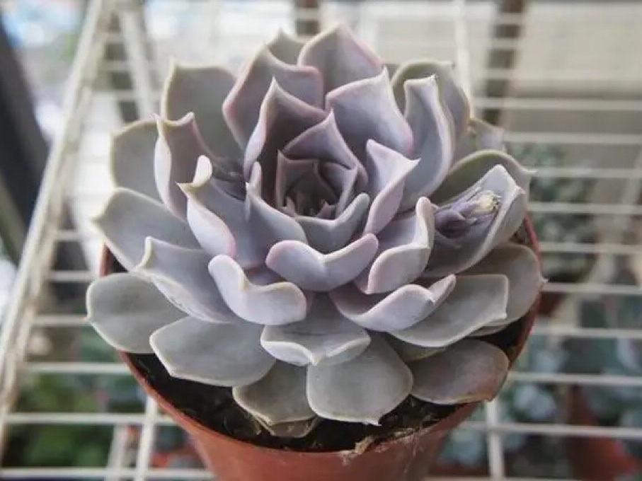 多肉植物当中的三胞胎:丽娜莲,露西娜和露娜莲,该如何区分呢?