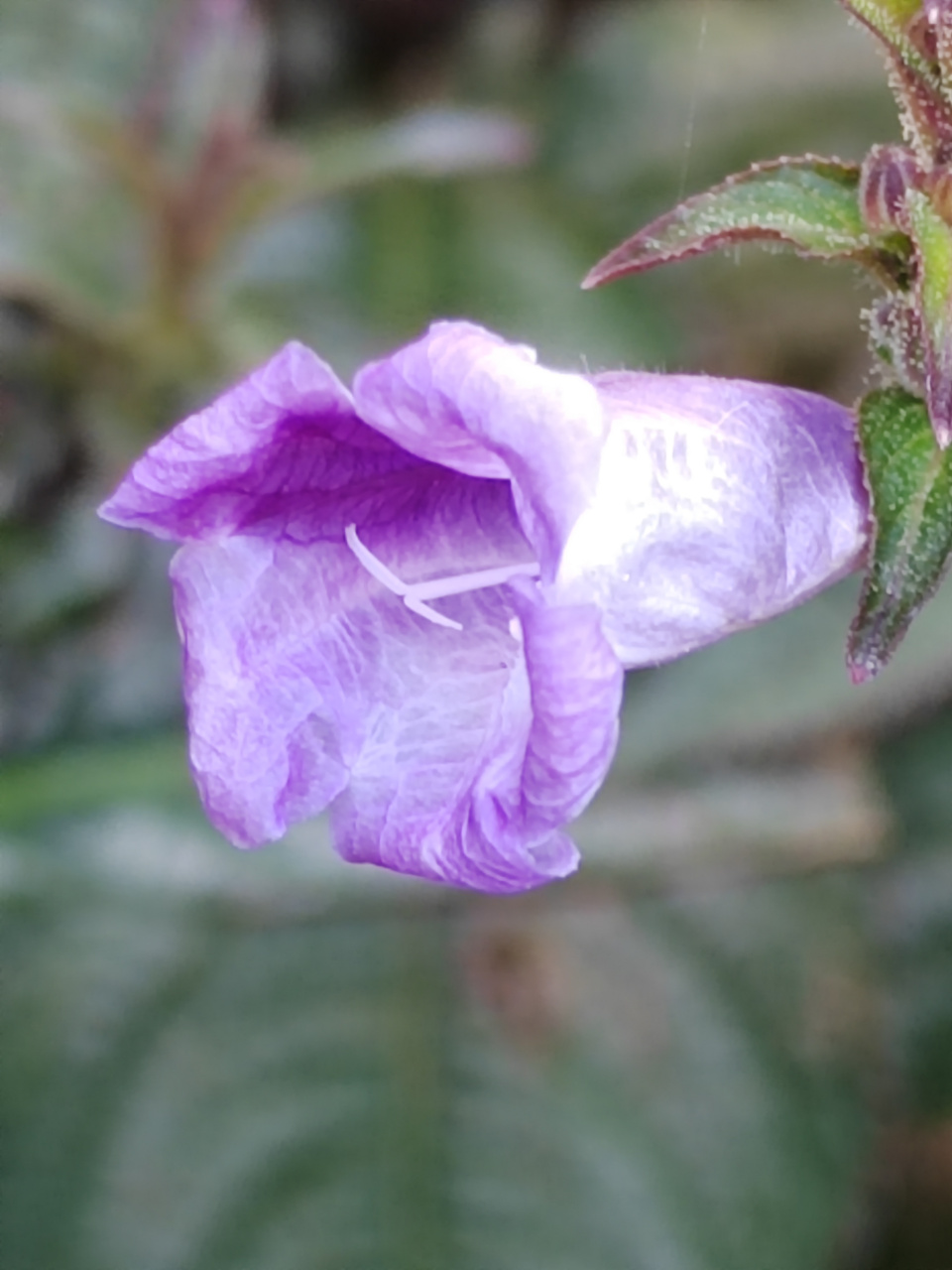 分享图片:板蓝根的紫色花花  在公园的一角,种着有几株板蓝,开着紫色
