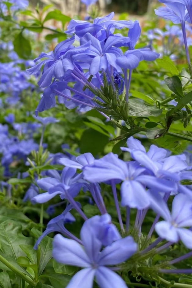 美丽的蓝花丹,清新淡雅,娇滴滴,美不胜收