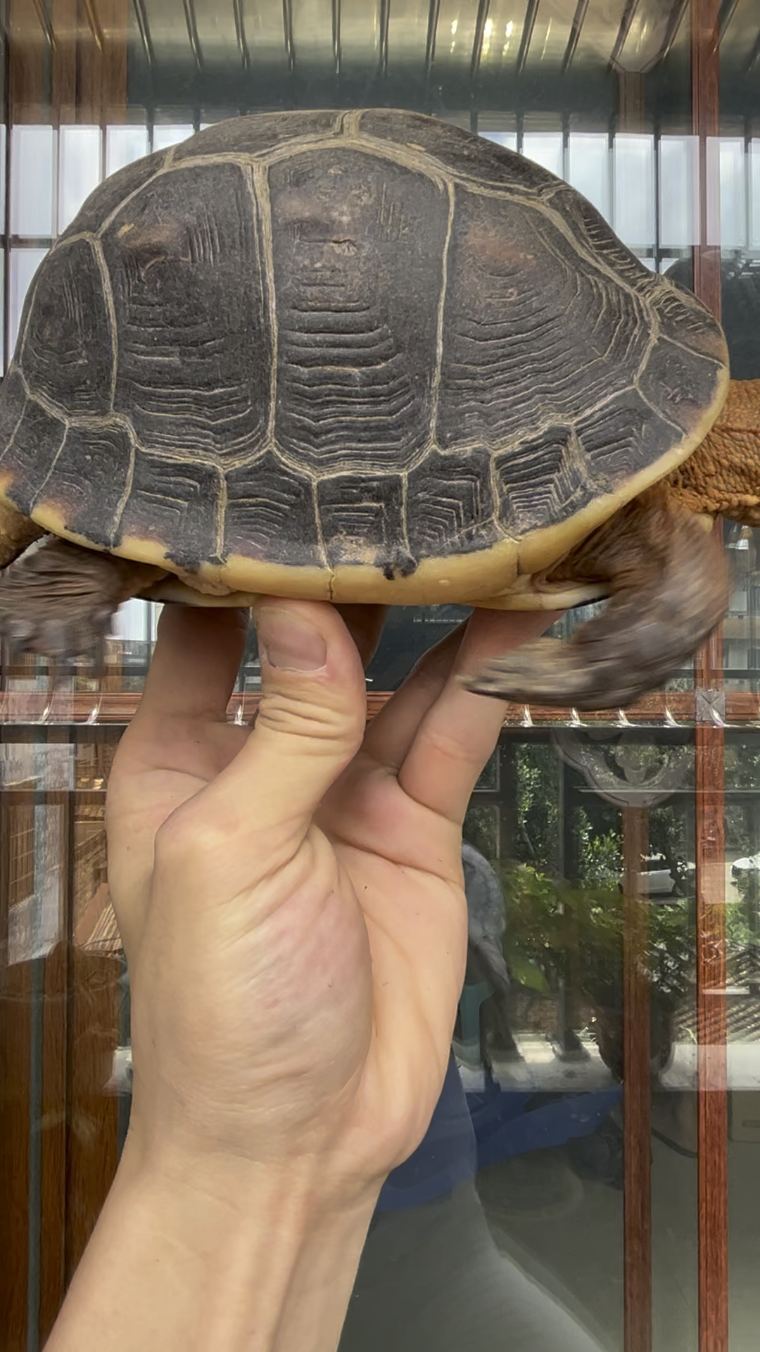 安缘龟种龟出的小苗质量一定是不差的