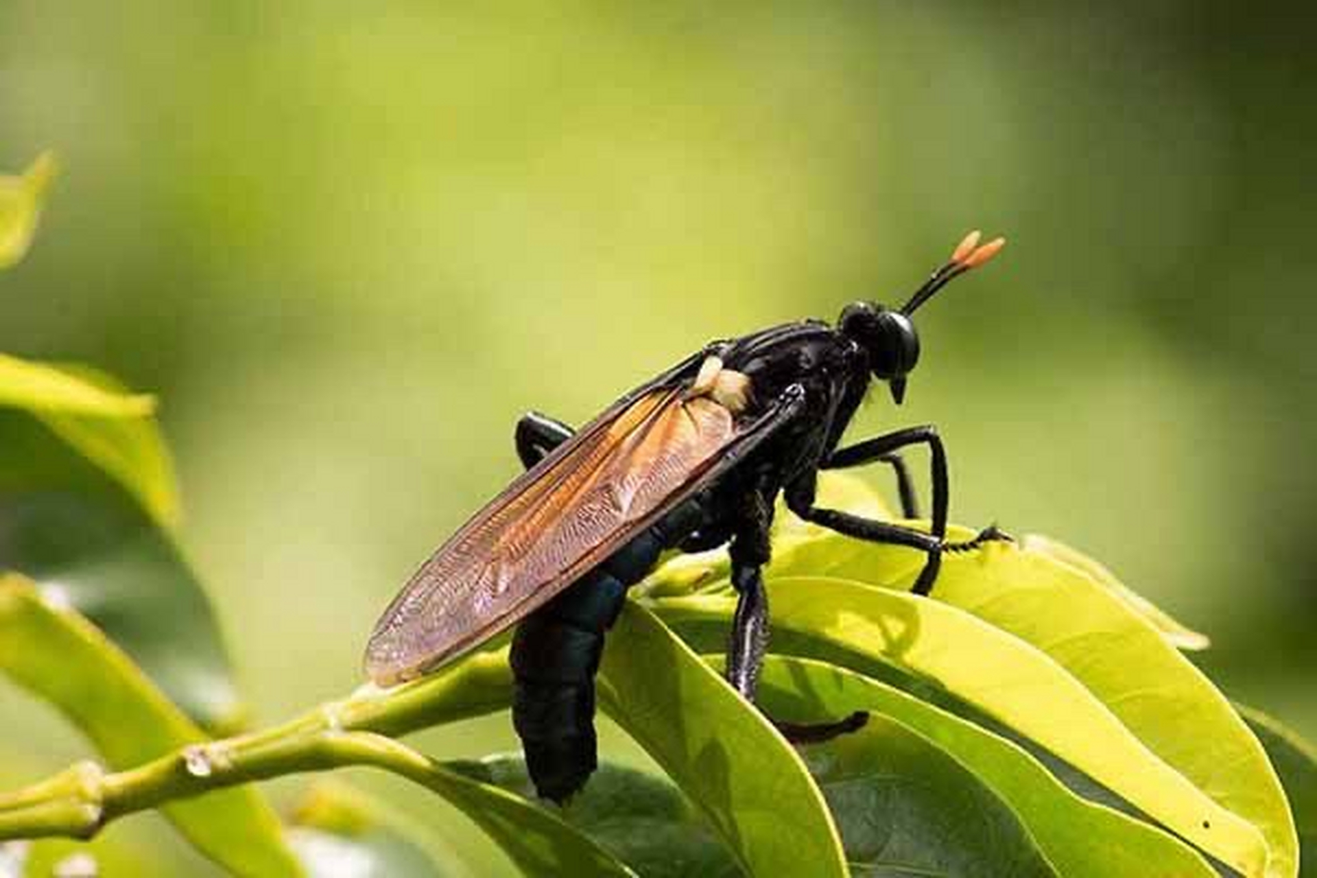 世界上最大的苍蝇,来自 mydidae 家族的 gauromydas heros,生活在南美