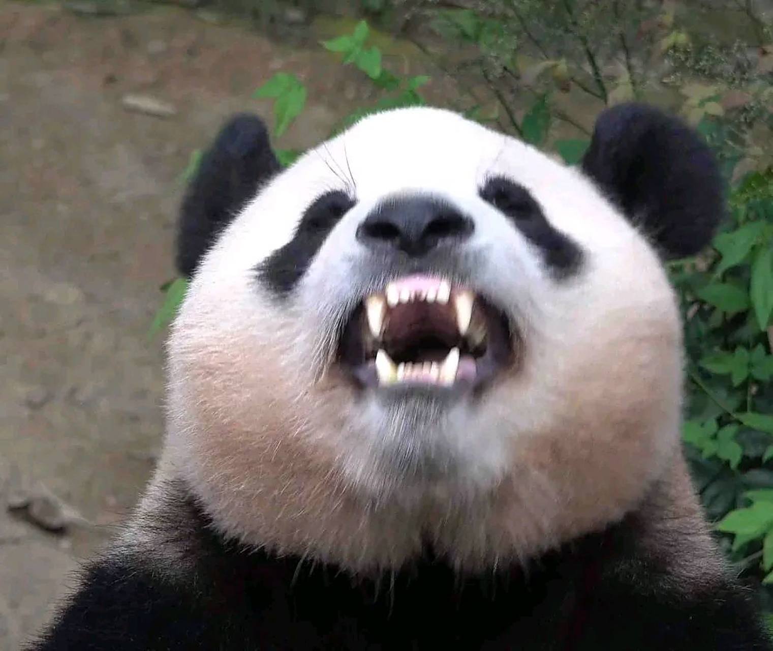 67福宝的牙齿好白, 67腮红越打越自然了!