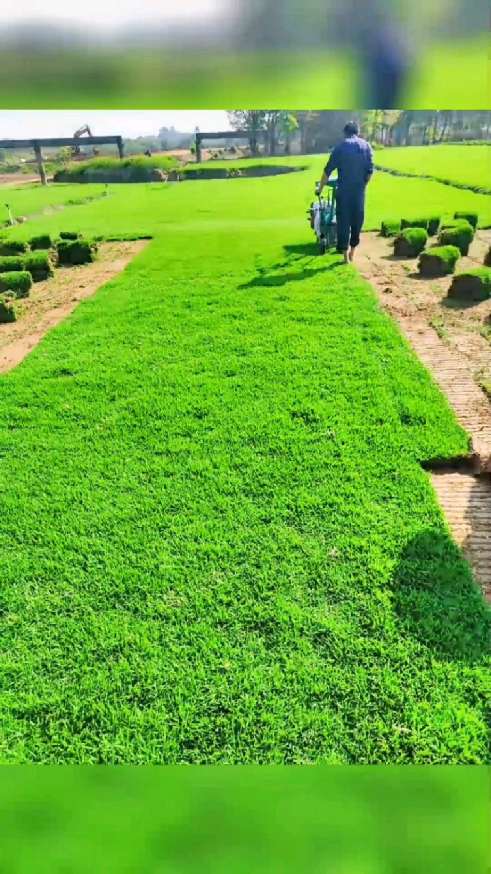 精品马尼拉草卷