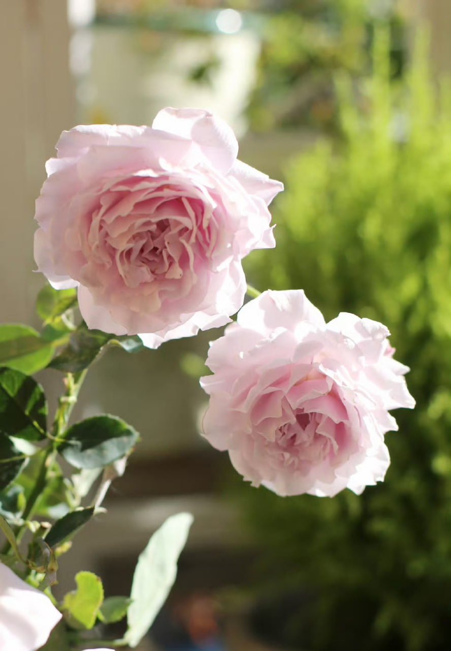 月季蜻蜓秋花,可爱的波浪边边又温柔又美,花朵标准的