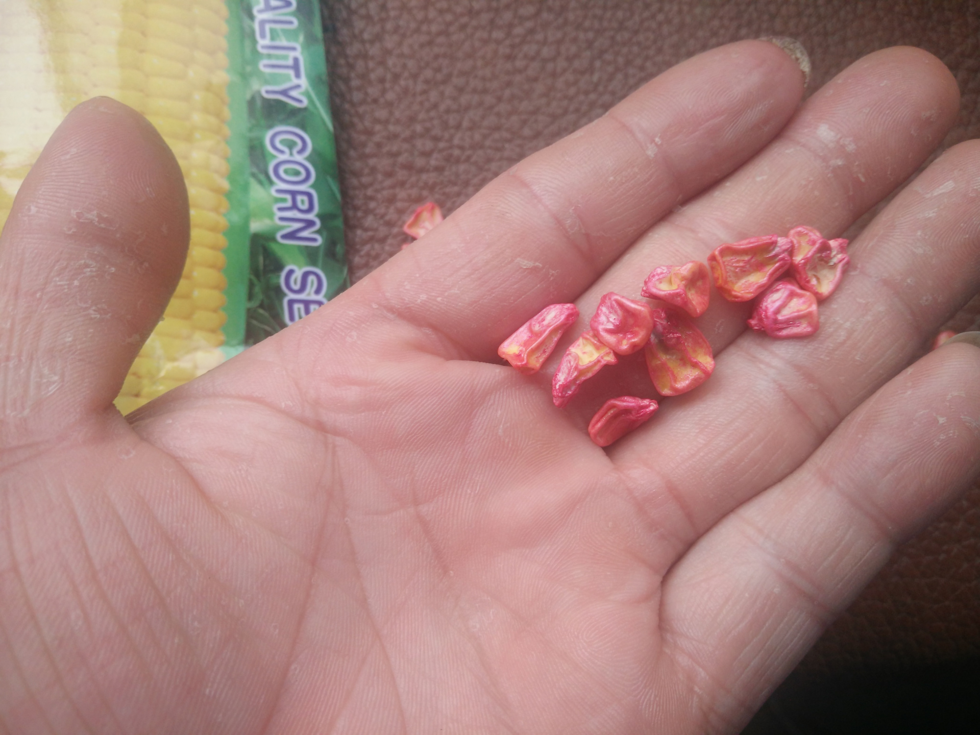 这样干瘪的玉米种子你见过吗?尴尬了!反正我是没见过?