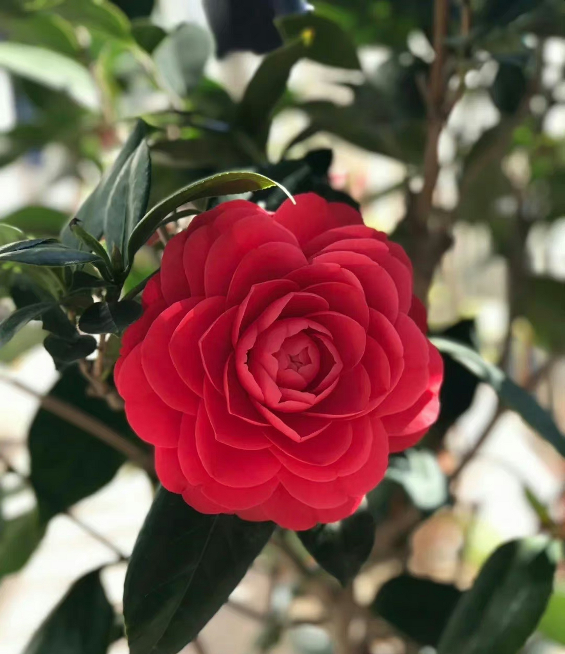 " 茶花香 … " 茶花有一种个性美!第一朵最完美,佛系了.