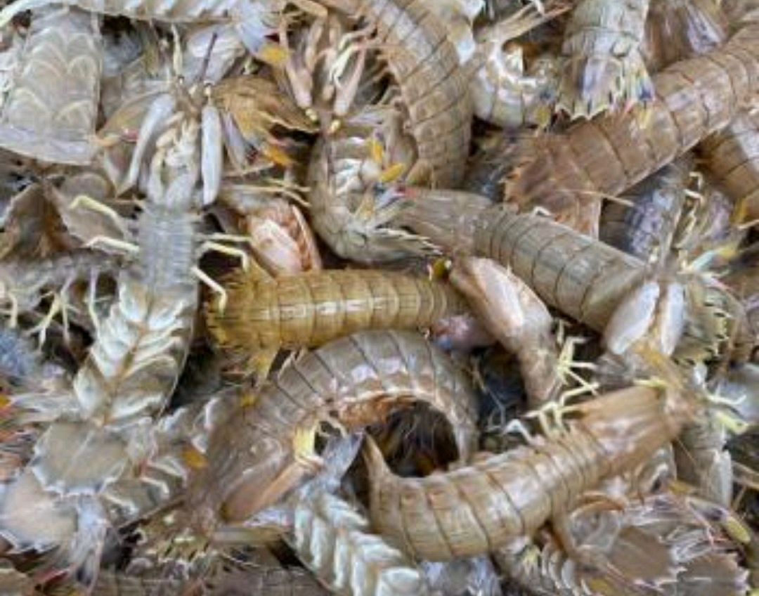 5月来大连旅游是虾爬子最肥美的季节,购买之后怎么做它最好吃呢?