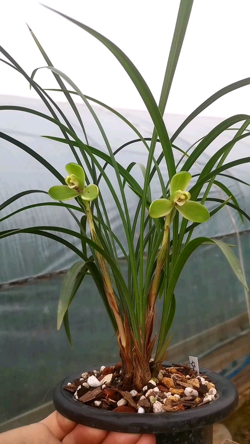 春兰梅瓣之首宋梅