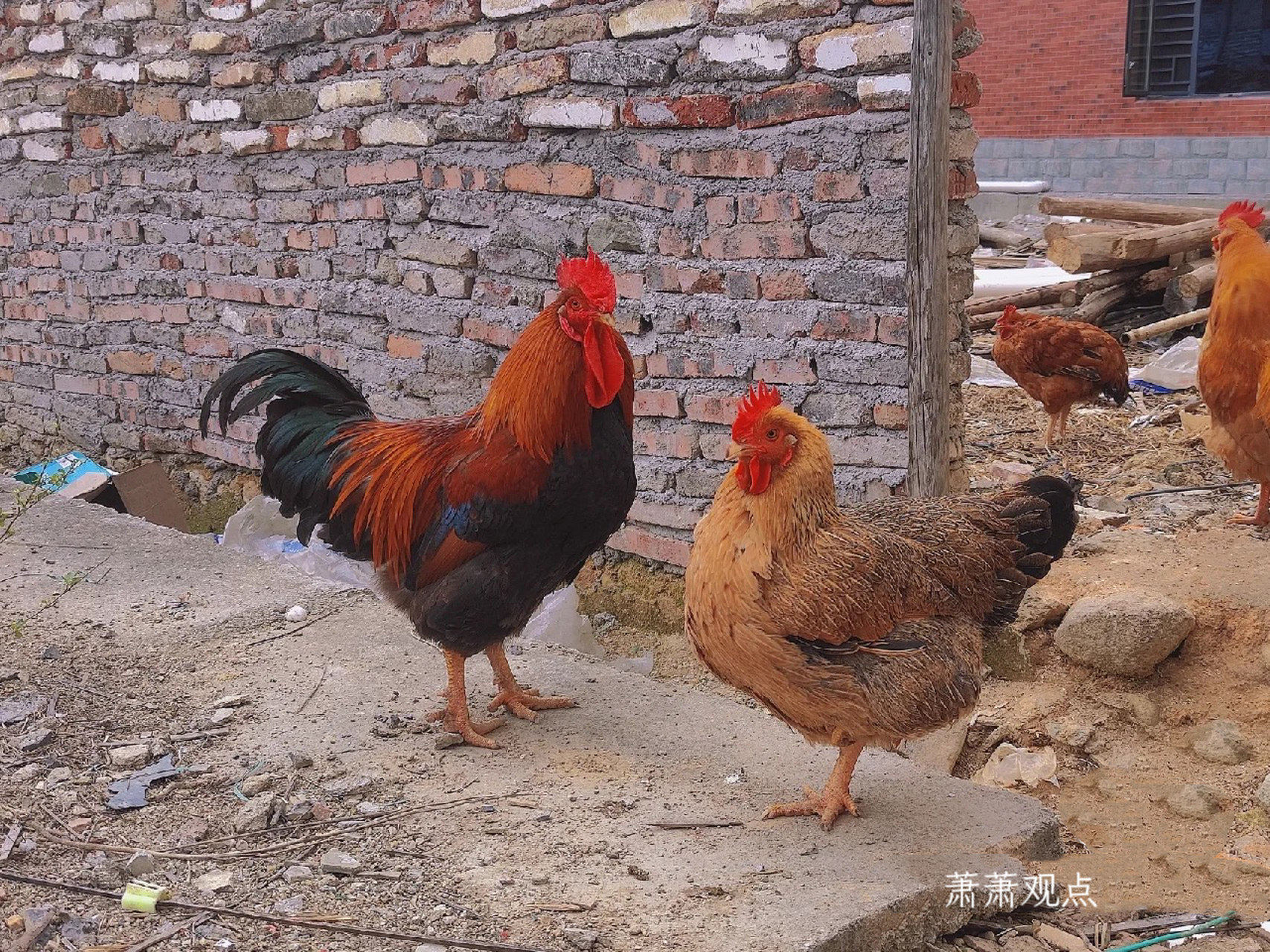 厕 近日,河北邯郸有游客发视频称一景区用公鸡和母鸡的图案区分男女厕