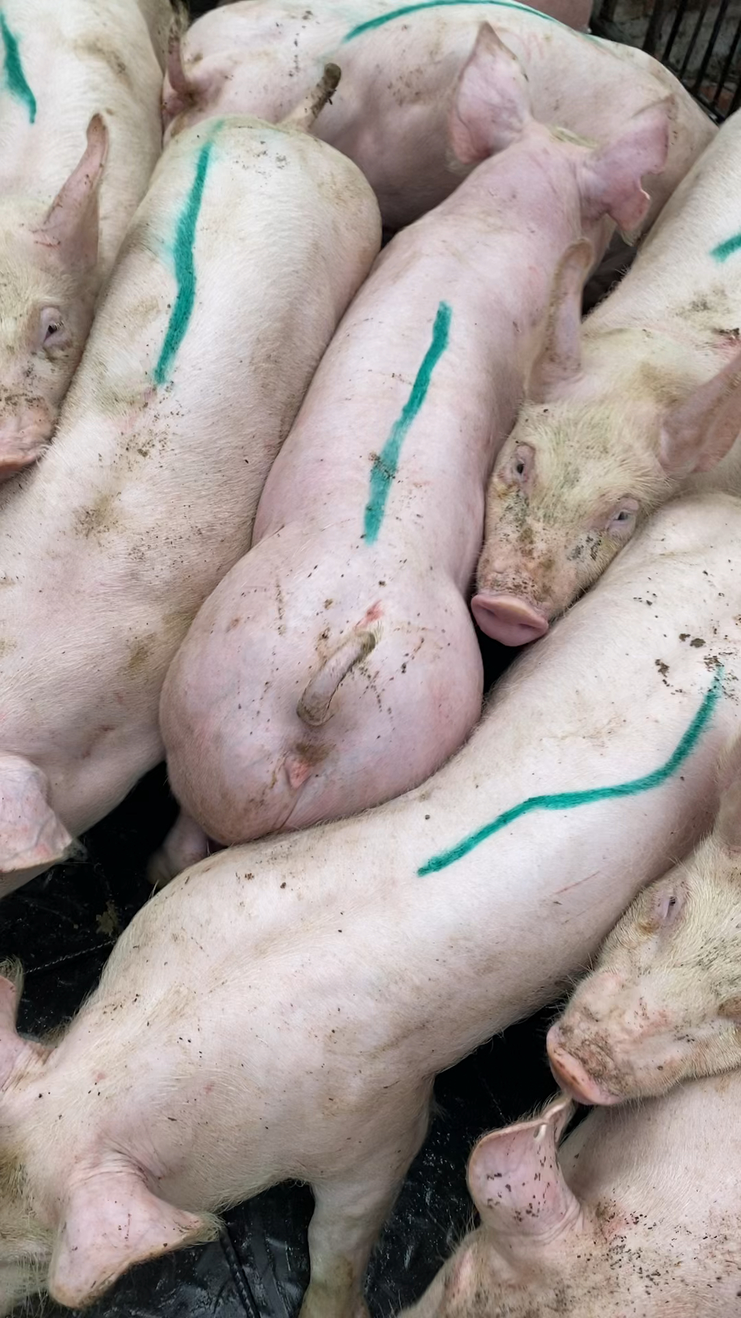 新美系双脊背二元母猪,易饲养抗应激.