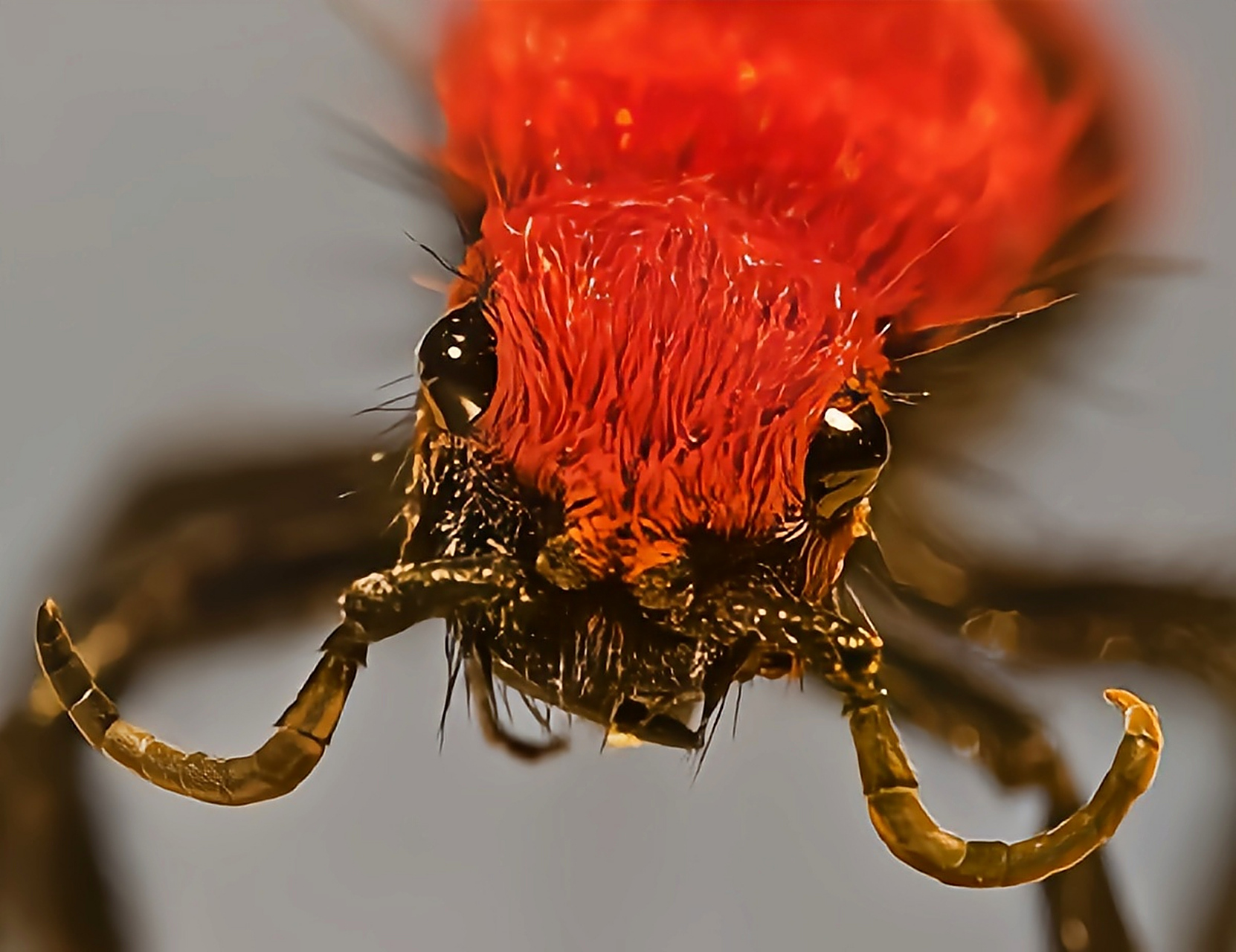 每天认识一种昆虫——红色天鹅绒蚂蚁 红色天鹅绒蚂蚁又名天鹅绒蚂蚁