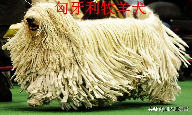 牧羊犬