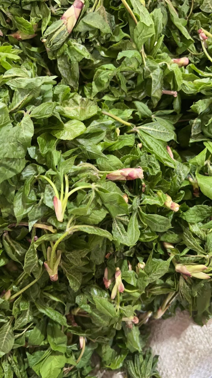 东北野菜刺五加叶,可以包饺子,素炒及凉拌等,宁心安神助眠神叶,药用