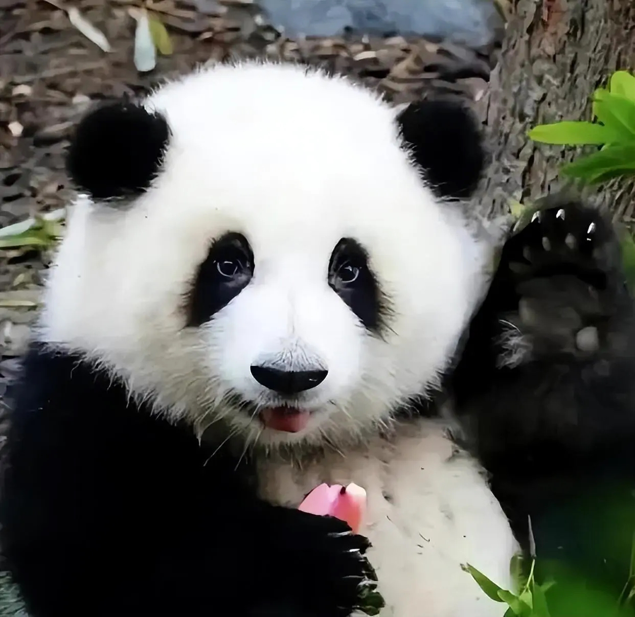 全民追捧的顶流,各国为了租借中国大熊猫有多疯狂