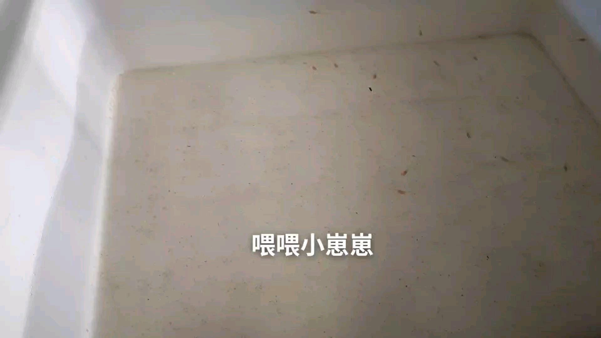 孔雀鱼生了一窝又一窝,喂喂小鱼崽崽,希望你们都能存活下来