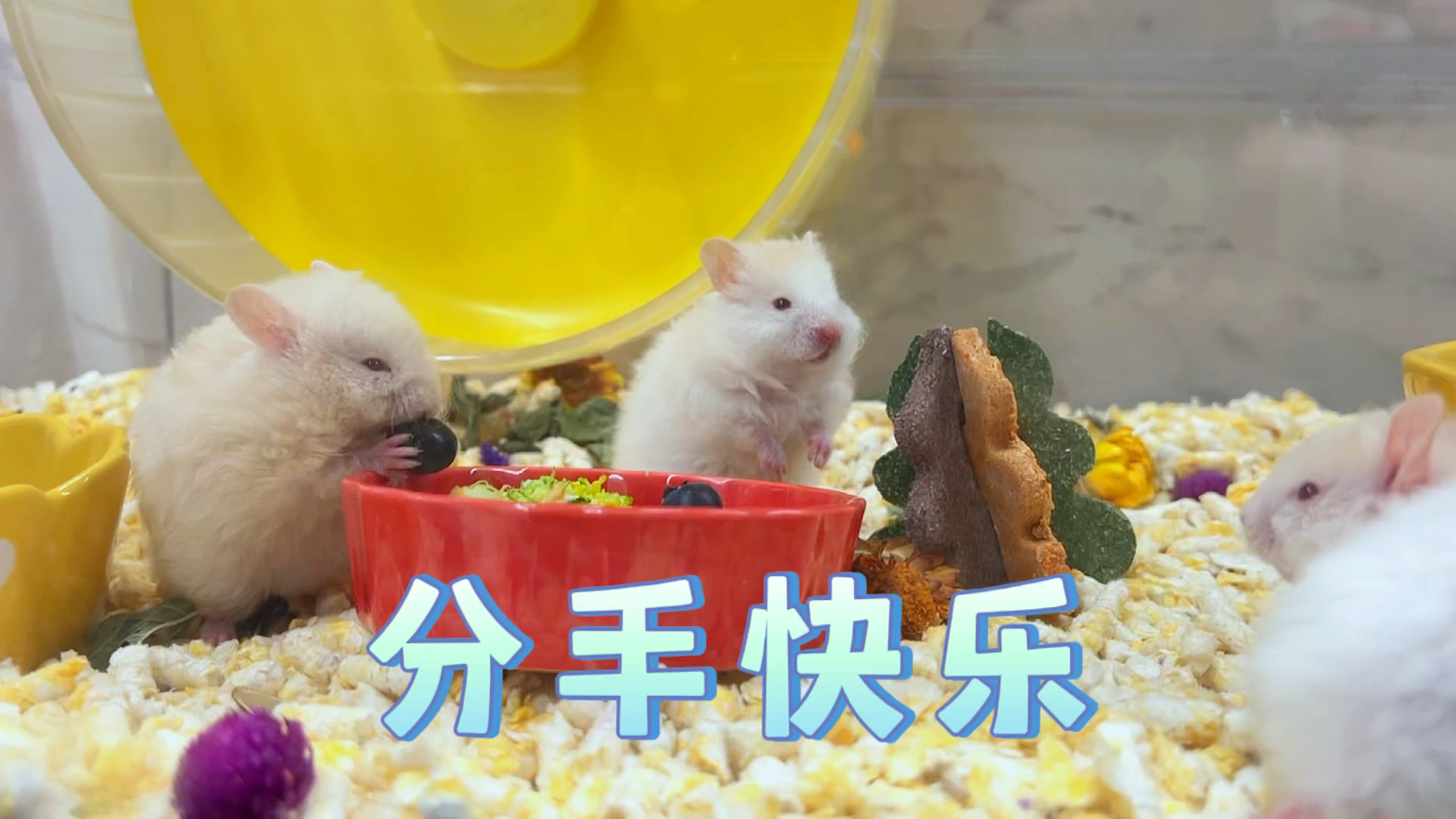 马上满月的崽崽们