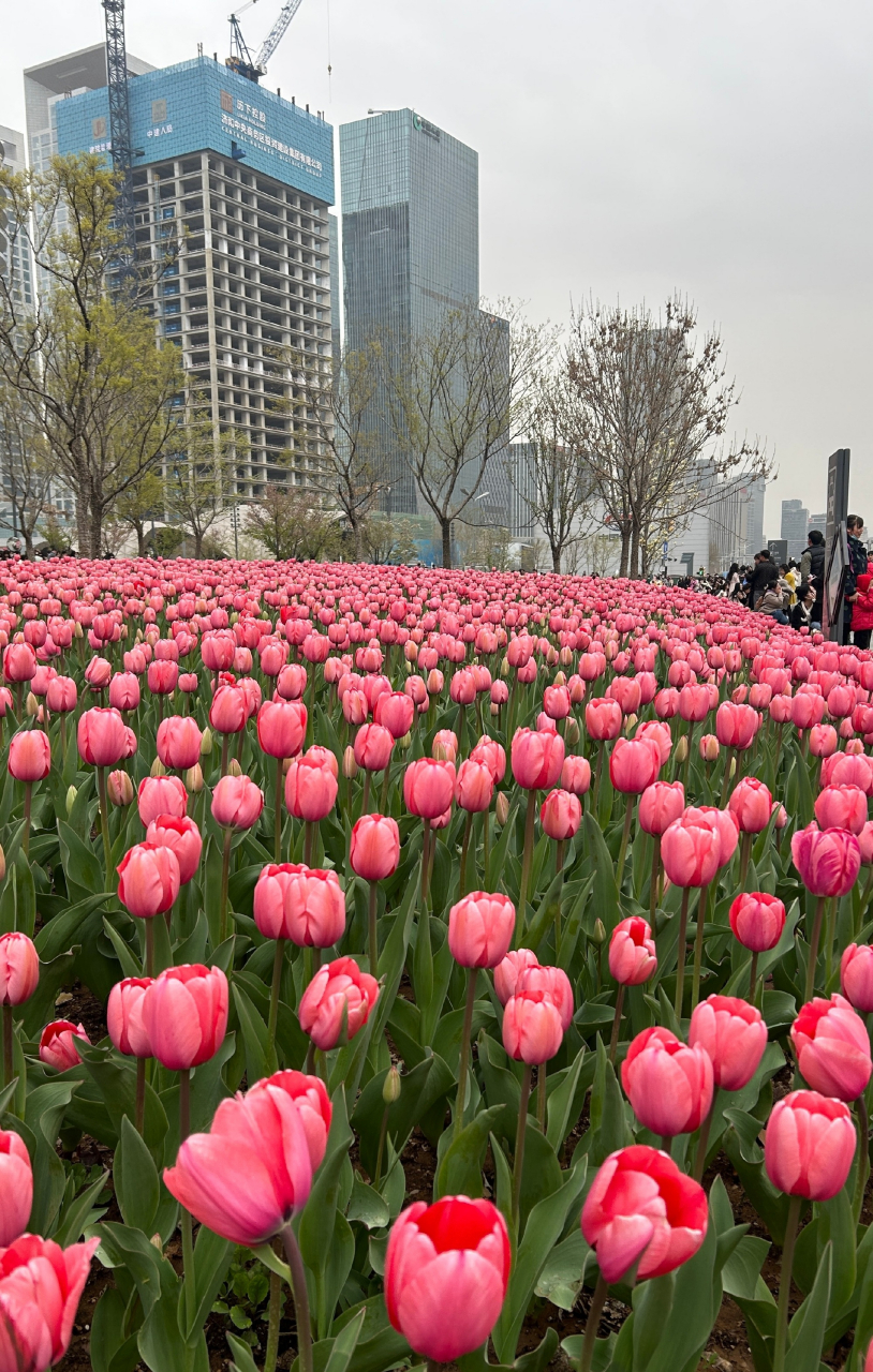 济南经十路郁金香花海来了,目前已经进入盛开期,吸引了很多市民前去