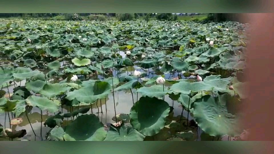 二十年前在村口的鱼塘种了几棵荷花,现在的景色都美呆了!