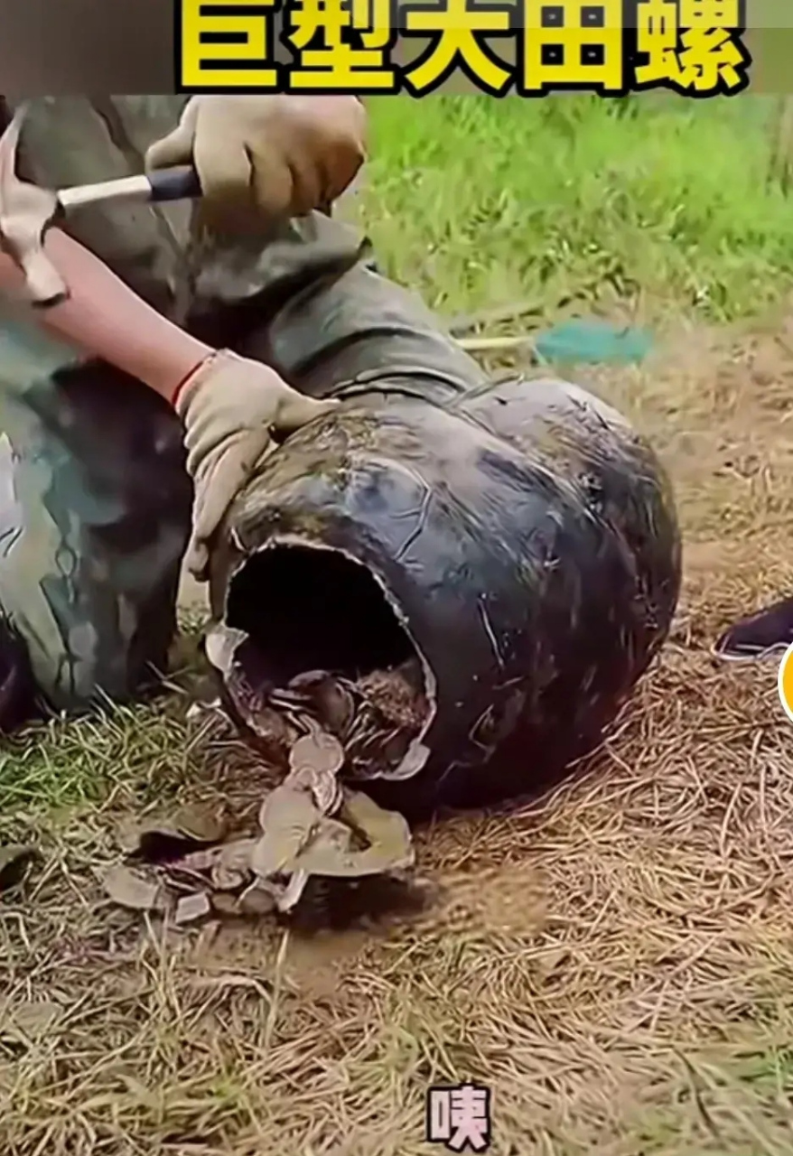 小伙在河里捞出一只巨型田螺,看上去有10来公斤左右.