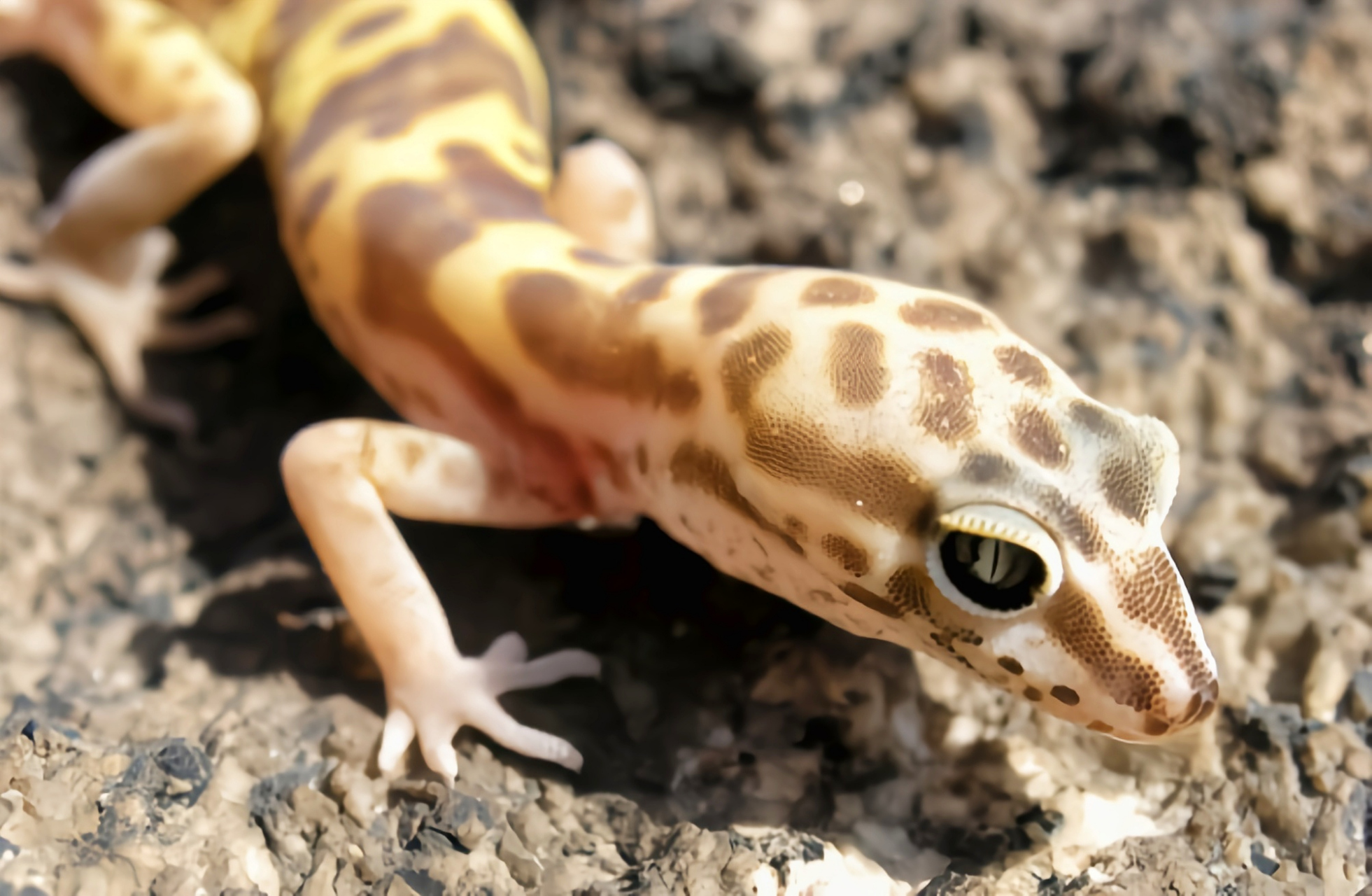 每天认识一种动物——带纹守宫 带纹守宫别名条斑壁虎,横纹鞘爪虎,原