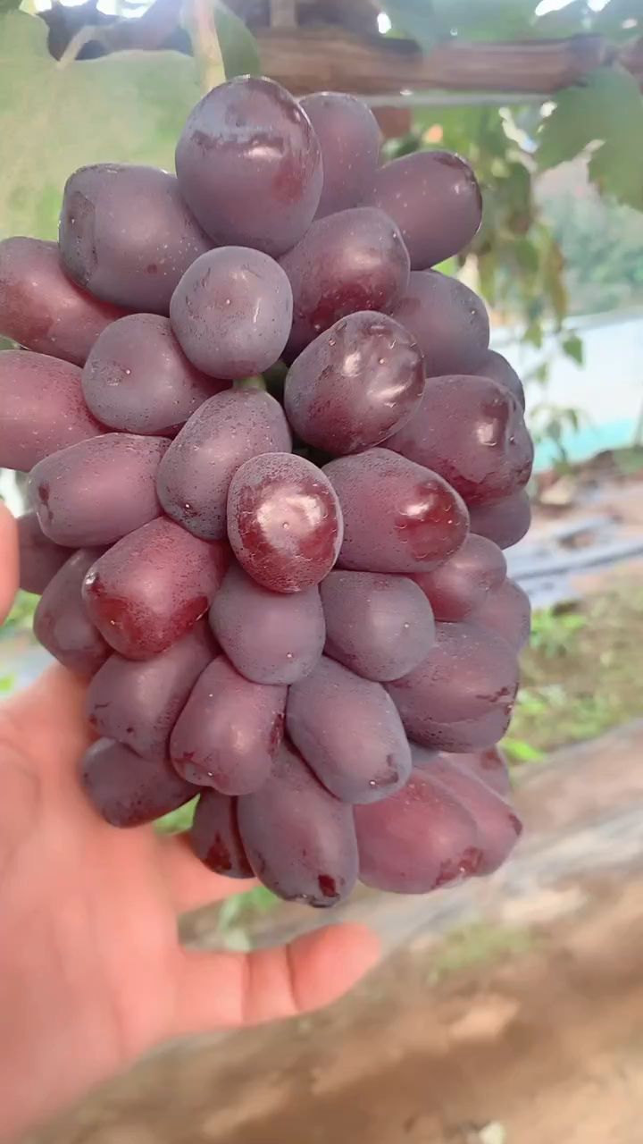 富士之辉葡萄苗结果表现 果形优美 产量高-度小视