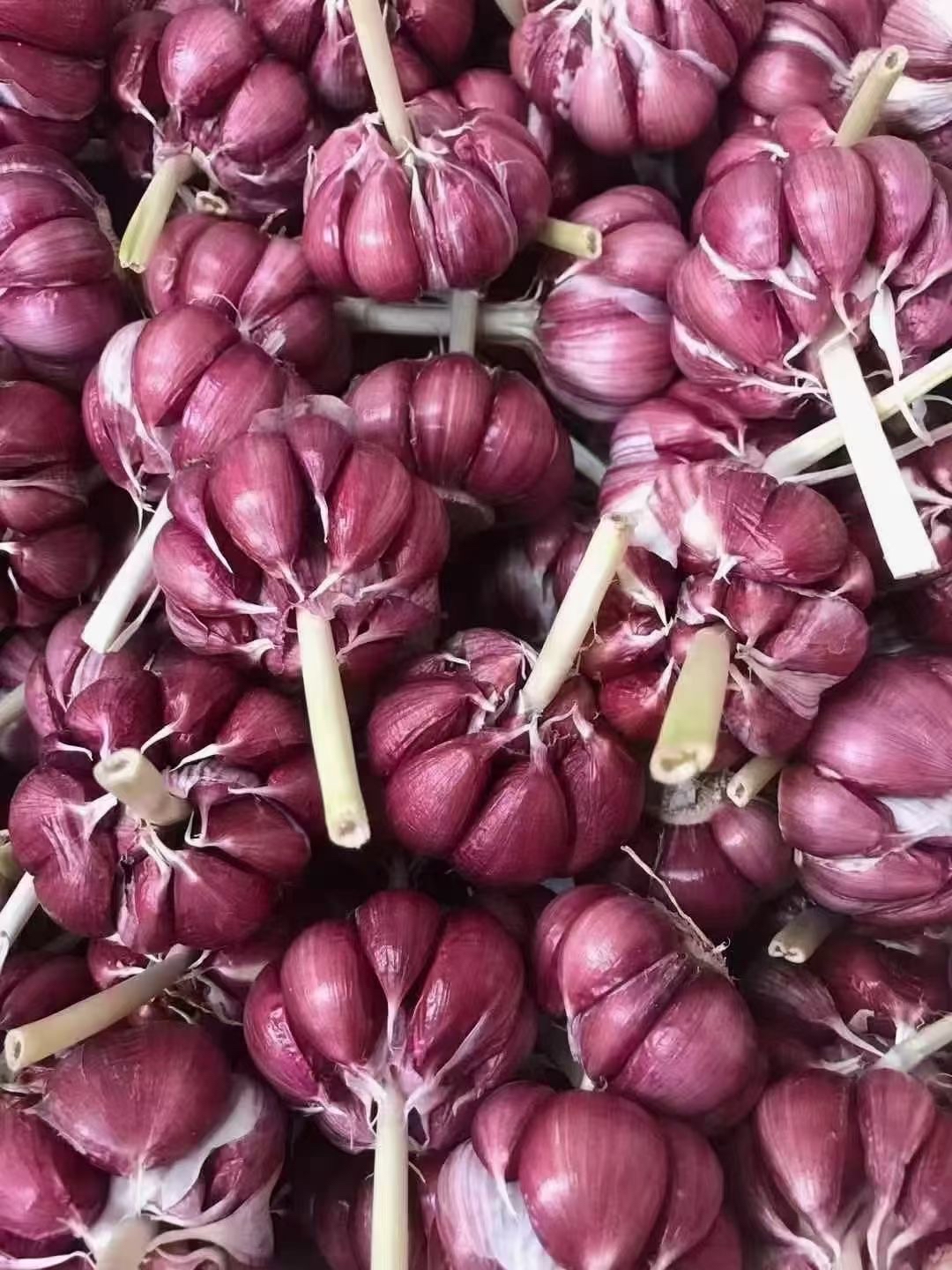马集太空大蒜红皮红瓣,质量顶呱呱