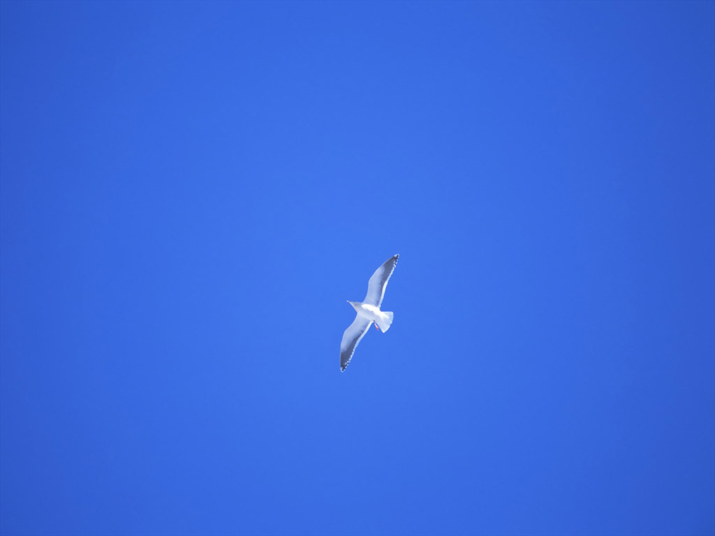 当亲情与背叛狭路相逢时