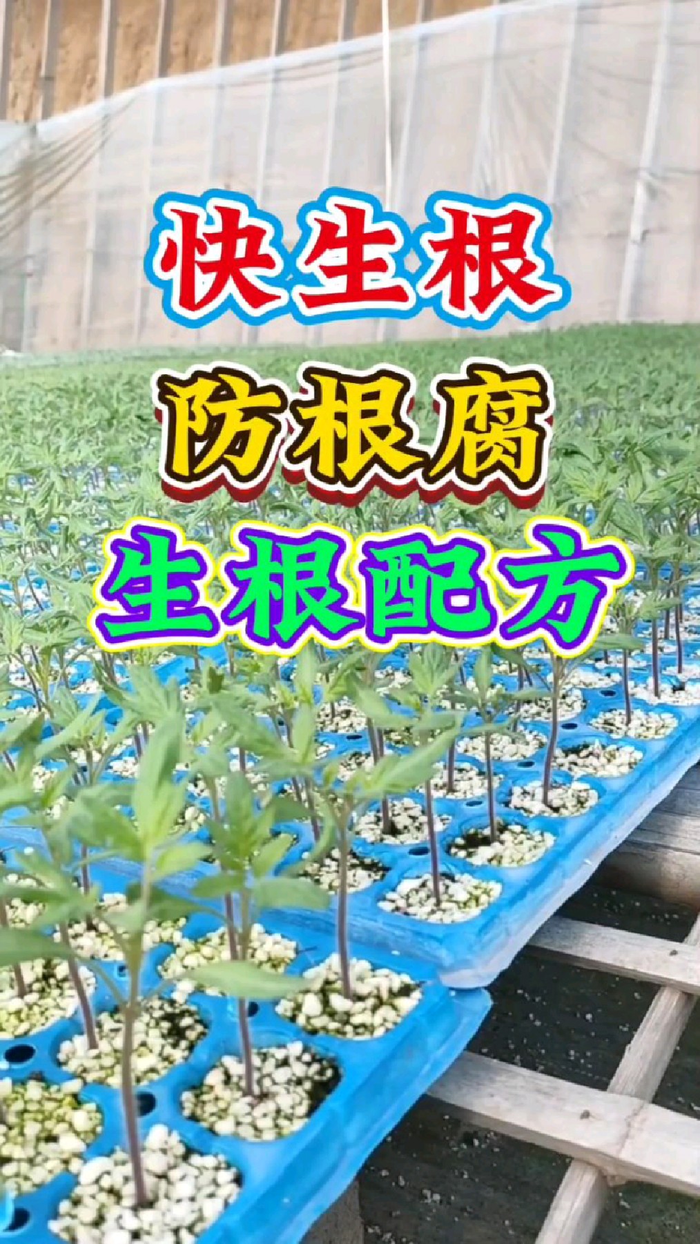新型生根剂配方,让扦插生根速度快,新根快发,防根腐!-度小视