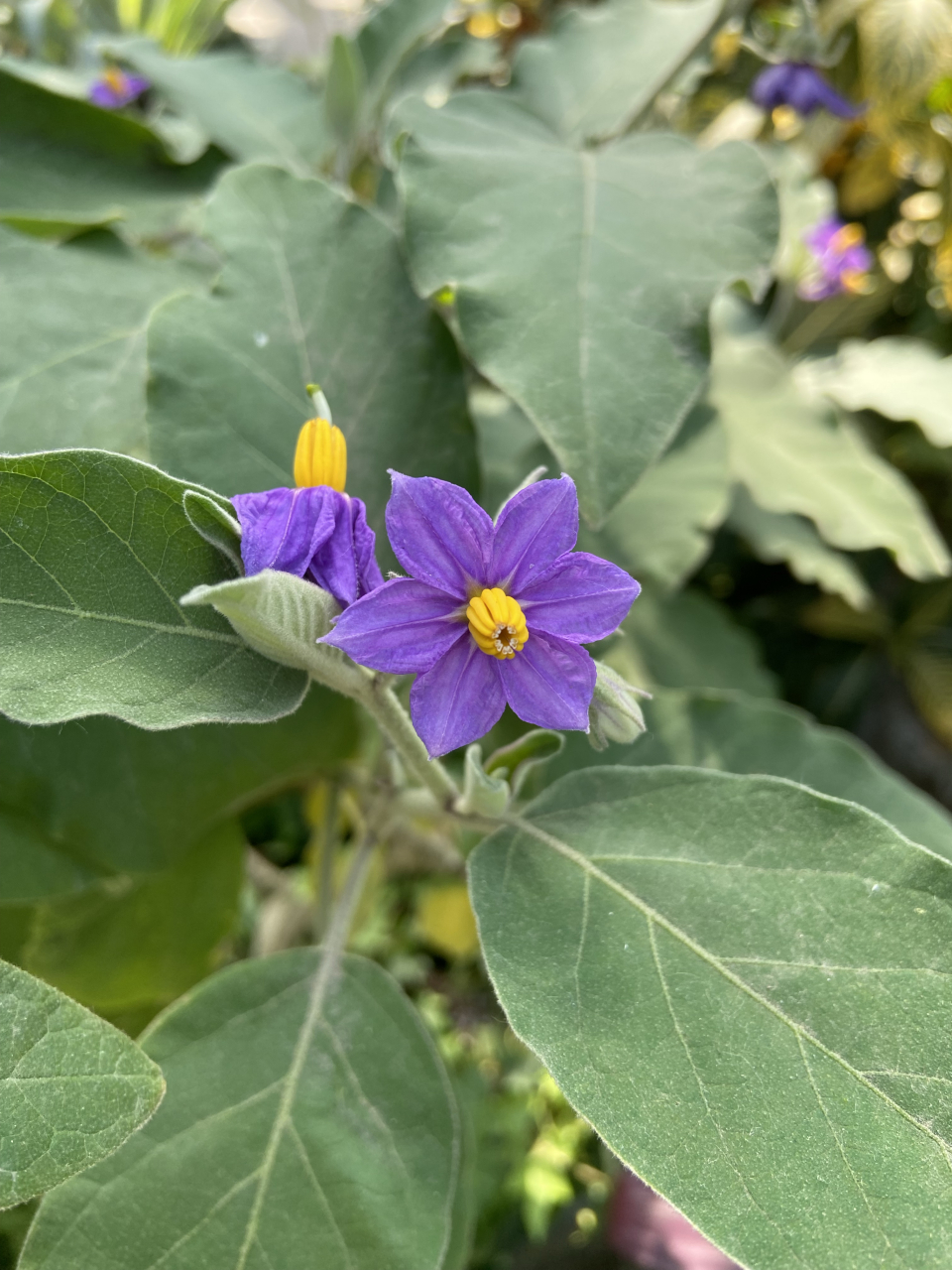 茄子花的紫,和我那件毛衣的颜色一样一样的,那还是老妈自己不会打,求