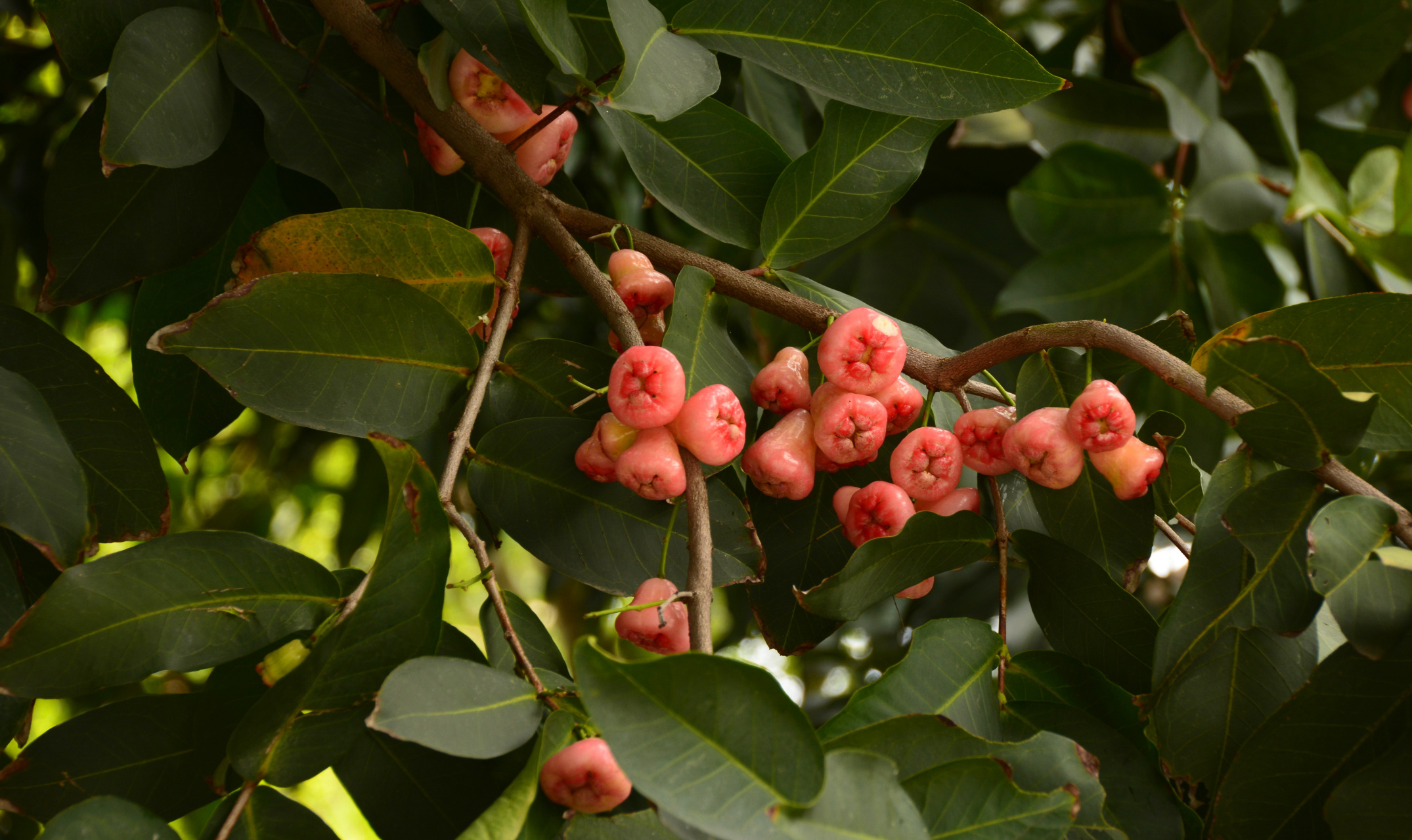 下图中的果子,我们叫"番鬼蒲桃",它还有一个鼎鼎的名字——莲雾.