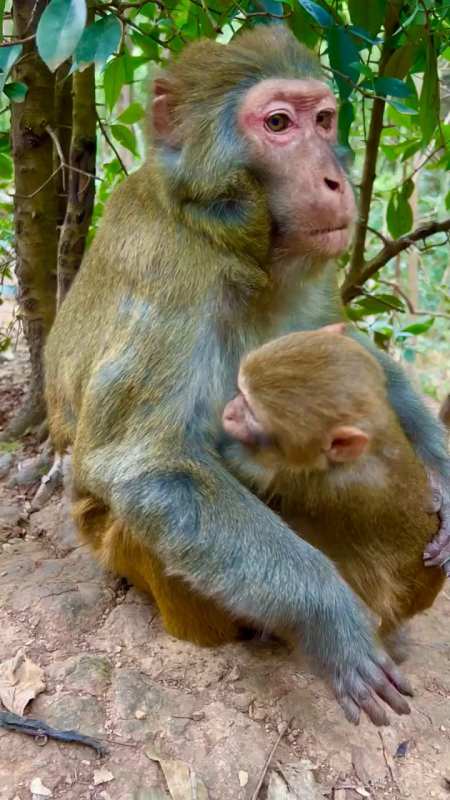 猴妈妈把小猴子保护的很好,-度小视
