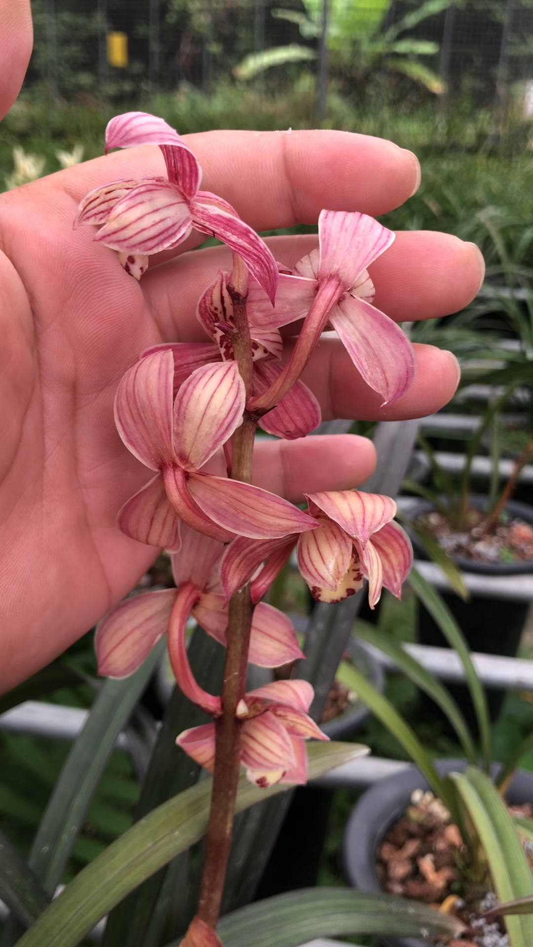 蘭花建蘭紅草紅荷天氣冷開起來更紅更嬌豔