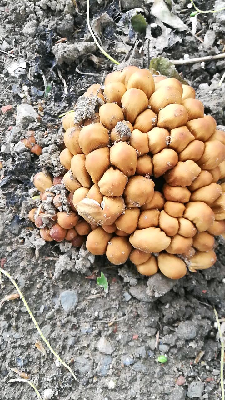 杨树长的蘑菇图片图片