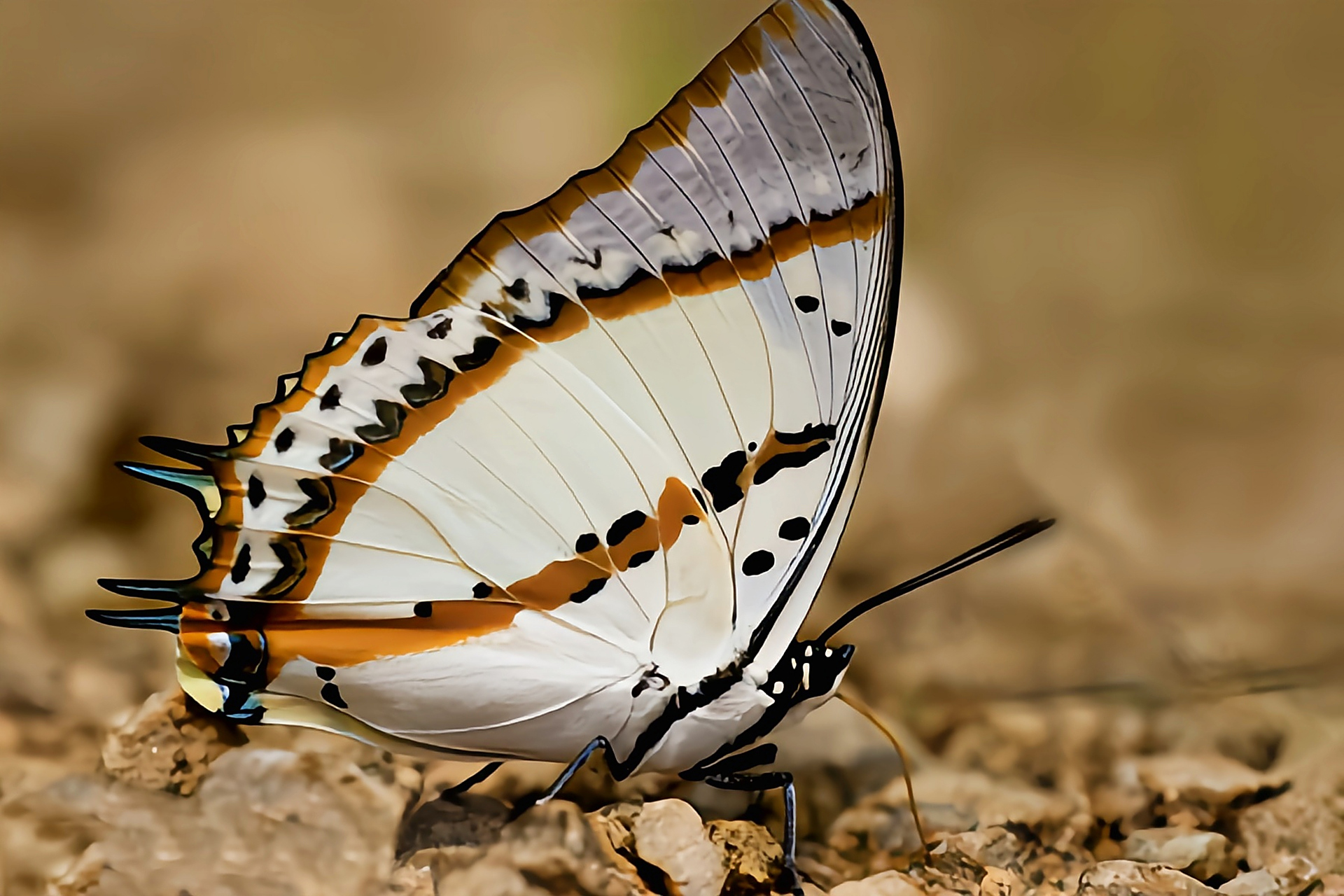 每天认识一种昆虫——忘忧尾蛱蝶 忘忧尾蛱蝶是鳞翅目,蛱蝶科昆虫,原
