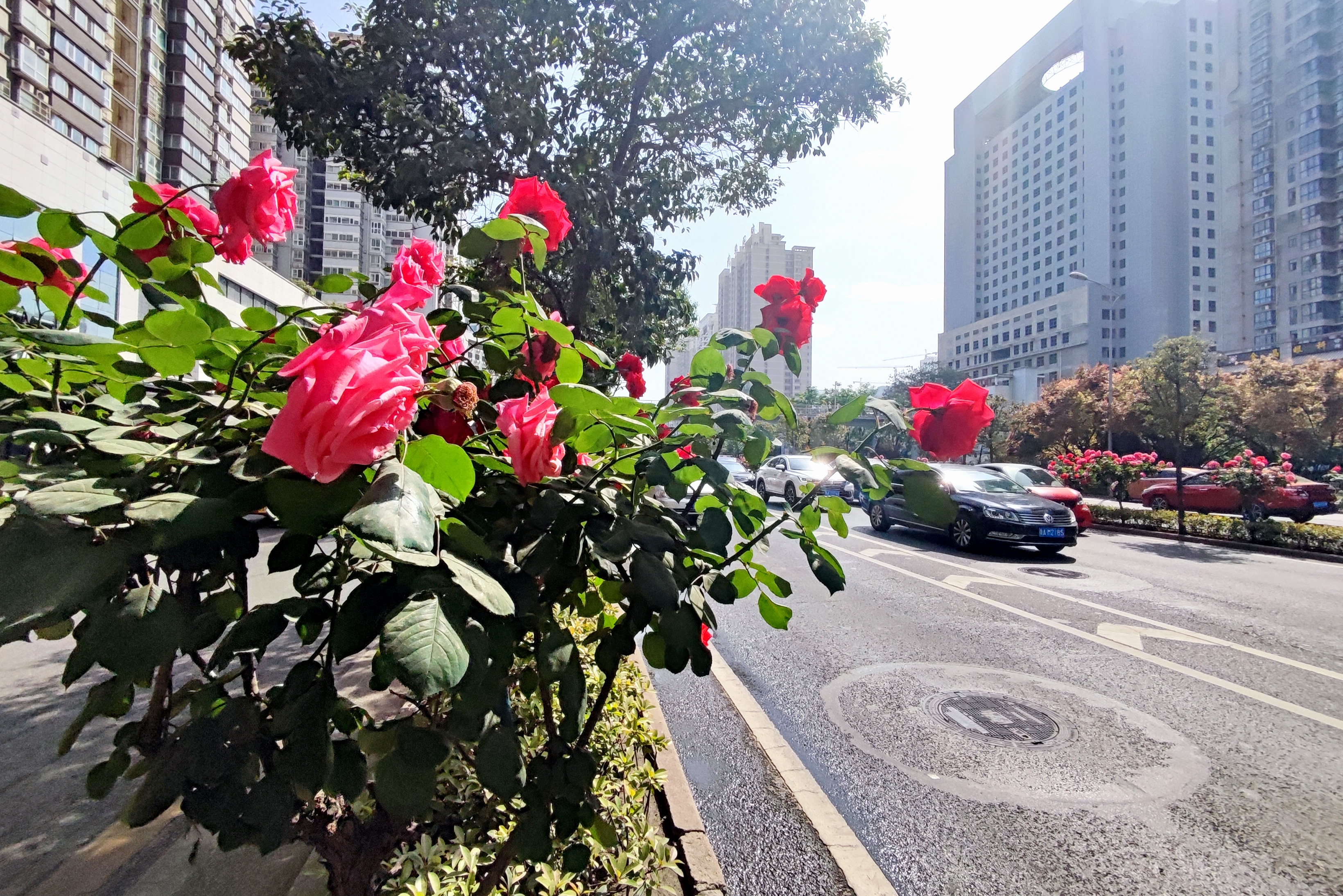 西安南二环月季花开红满街