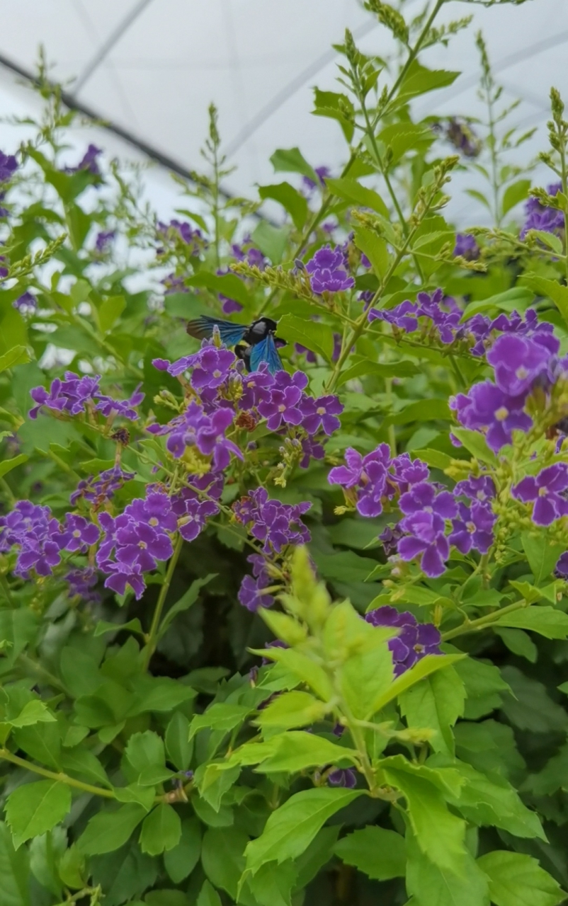 图4,5是我以前可以随手摘来做扦花花材的,很普通的黄素梅.