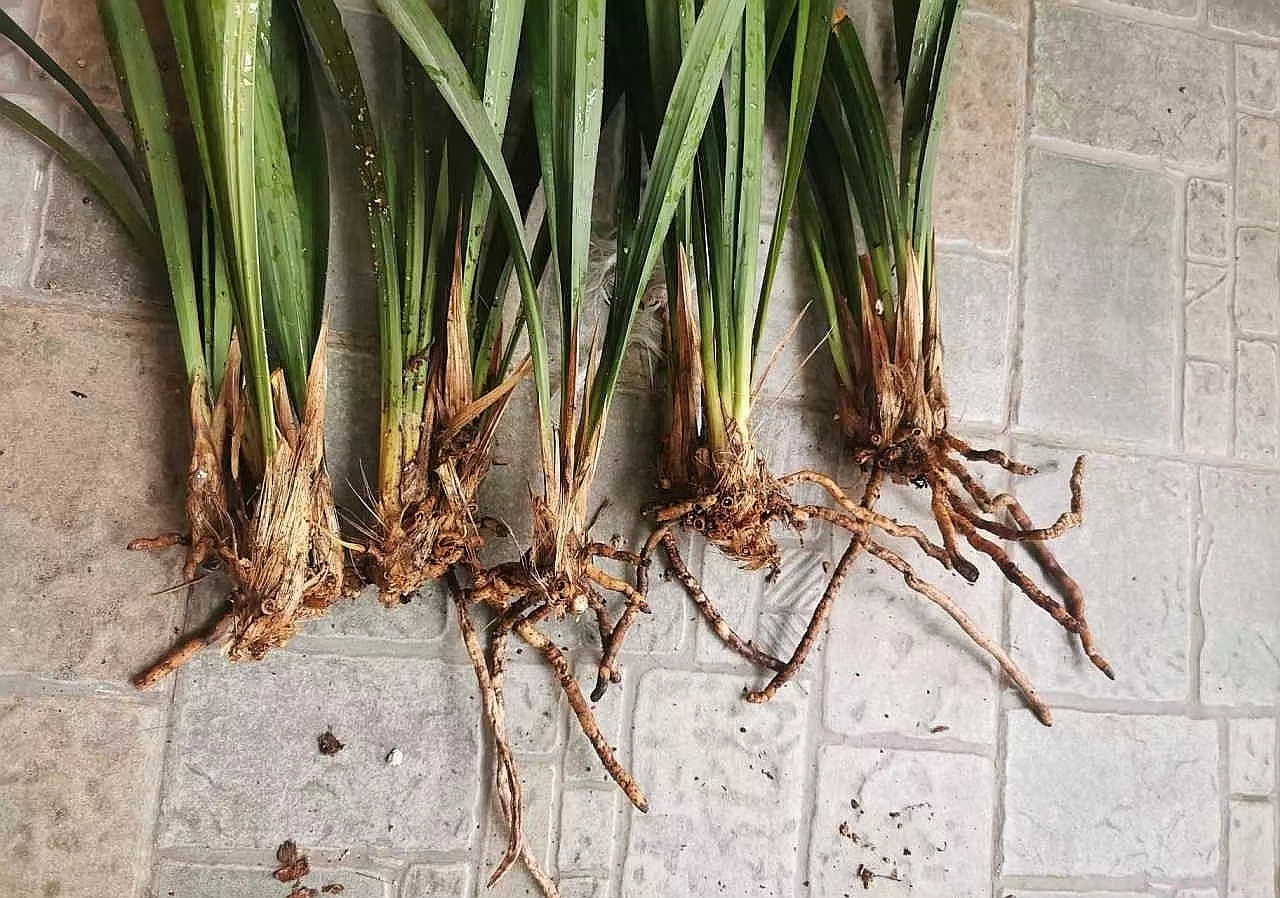 兰花根烂掉了,怎样才能发新根?