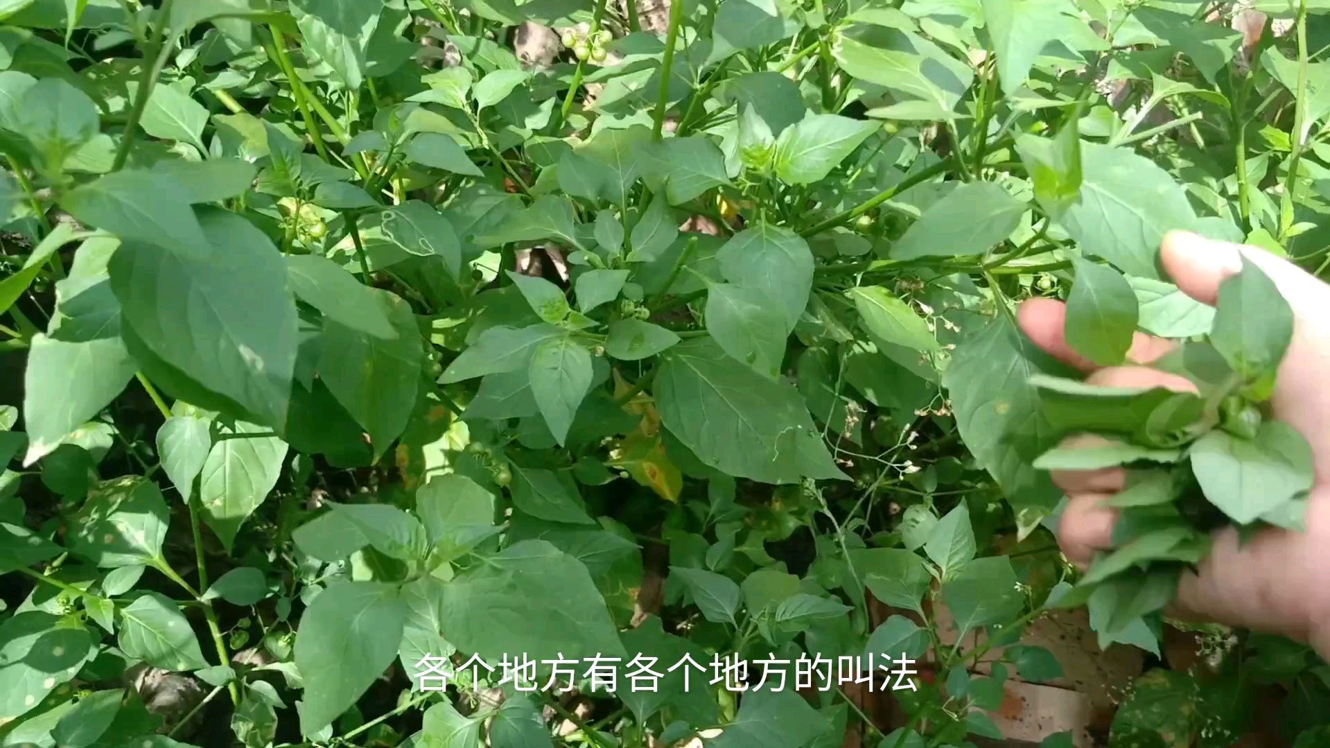 阿梅姐家的院子长了一棵野菜你们见过吗