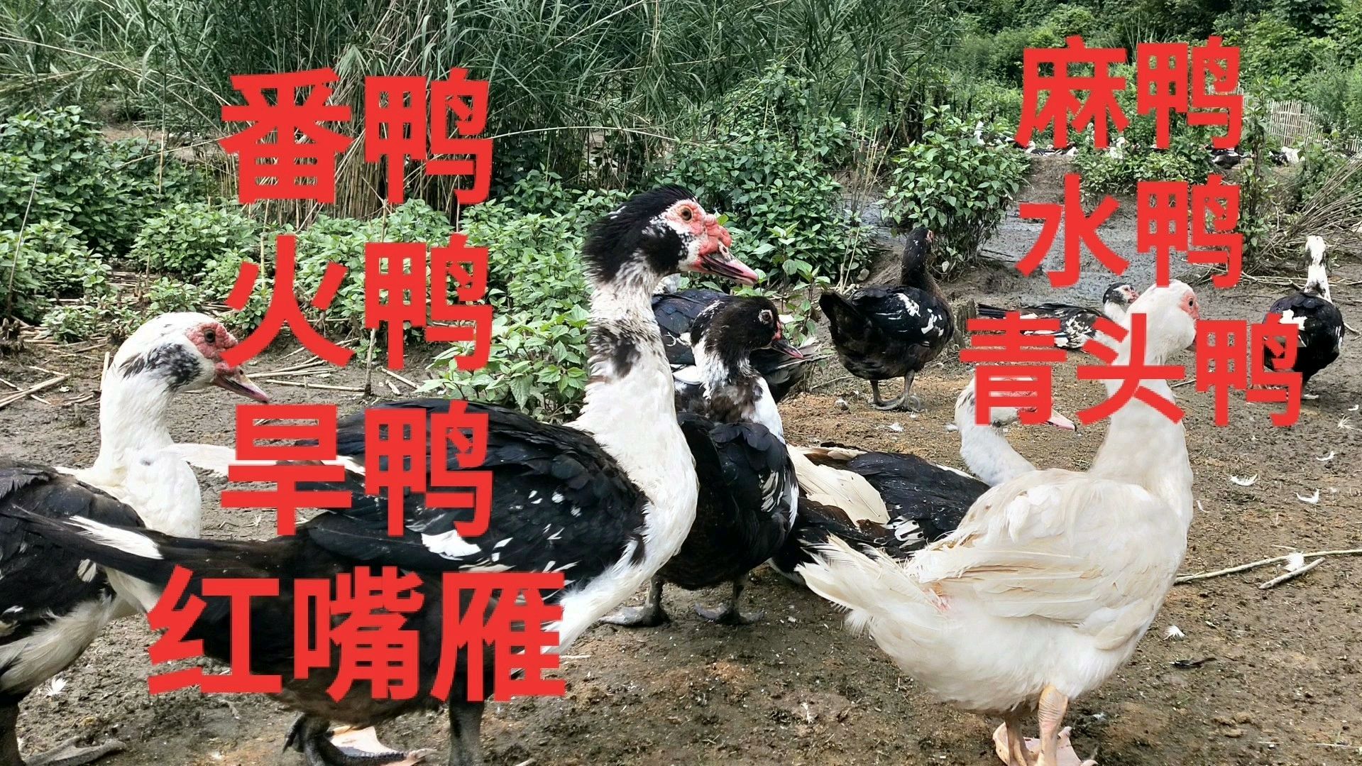 同样生长在中华大地上的鸭子,在不同地区居然有这么多不同的名字