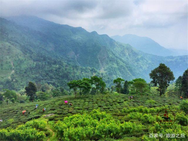 印度大吉岭旅游之后,欣赏不一样的高山茶园,感受不一样的茶道