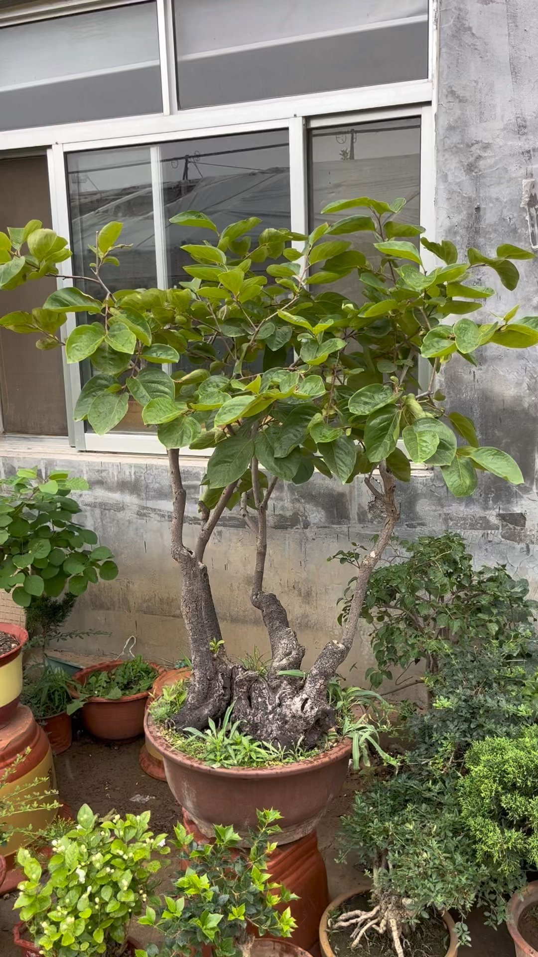 一棵柿子树,硕果累累