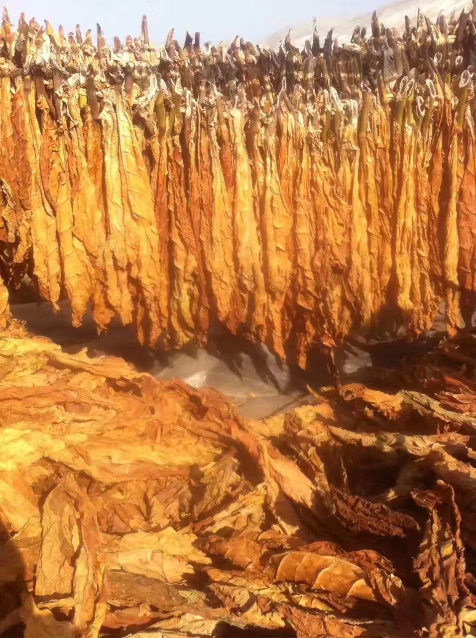 关东旱烟,口粮烟