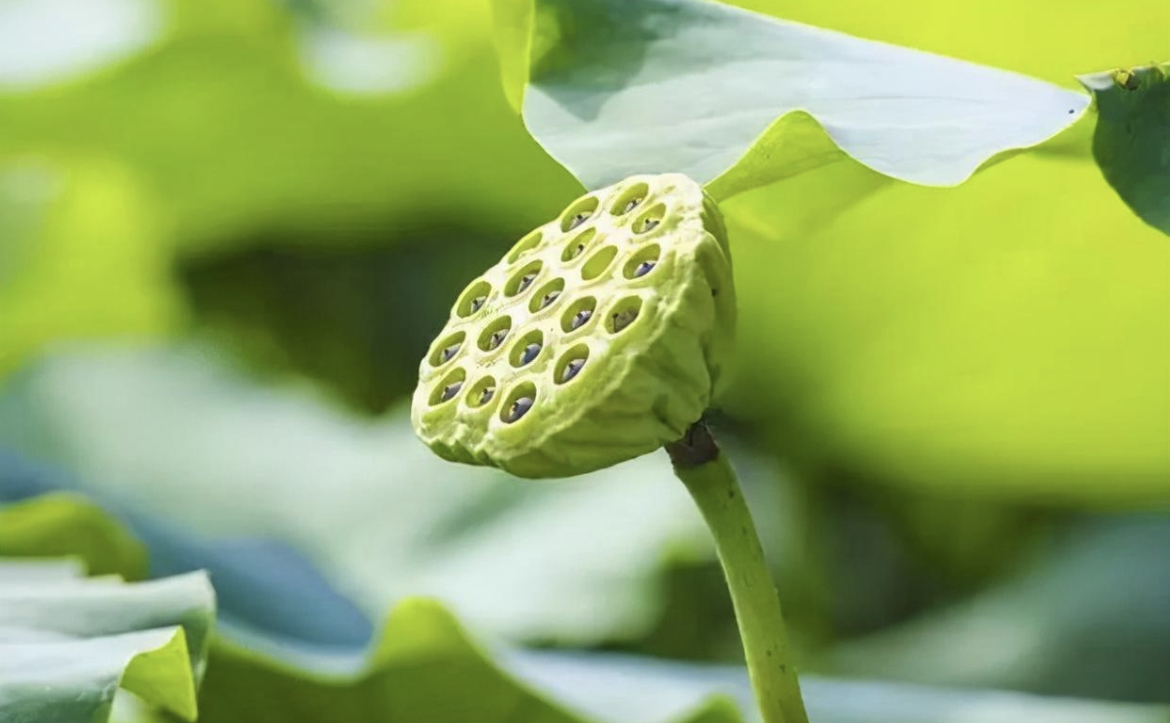 人生的至高境界:"忍"