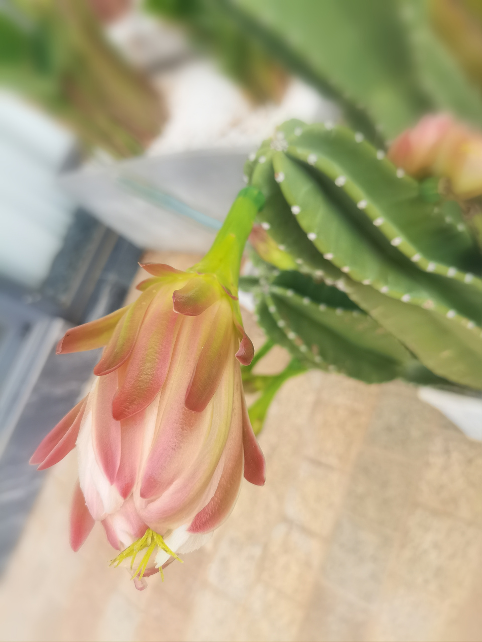 秘鲁天轮柱 93仙人掌科仙人柱属多年生草本多浆植物.