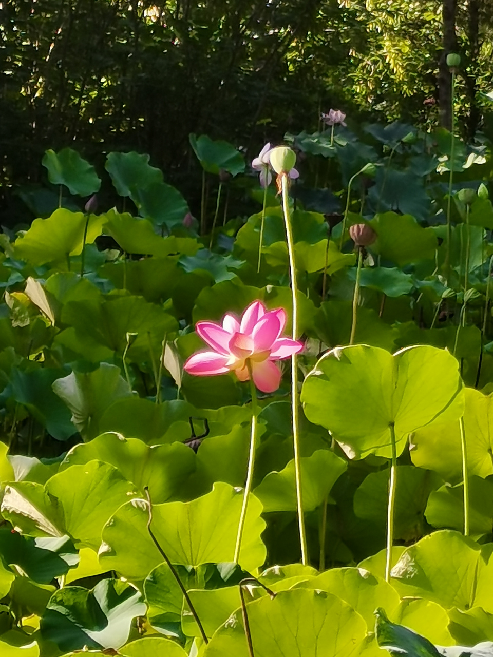 雨后天晴的邢台市达活泉公园,真像南方的景象,仔细浏览,目不暇接,好景
