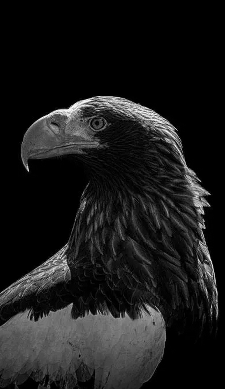 小日子黑鹰号直升机失事原因让网友们找到了,先让我笑一笑.